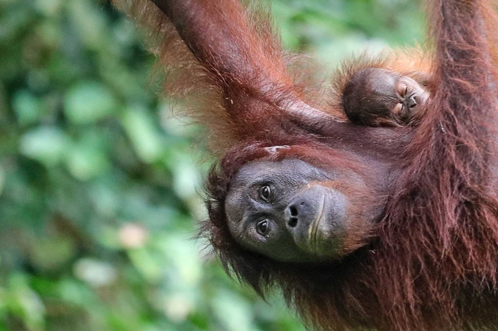 Gorillas in Borneo