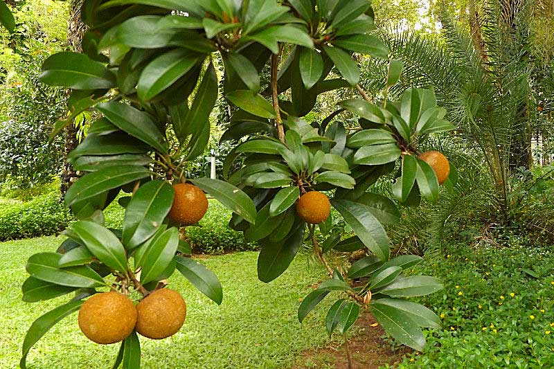 Kerala nutmeg