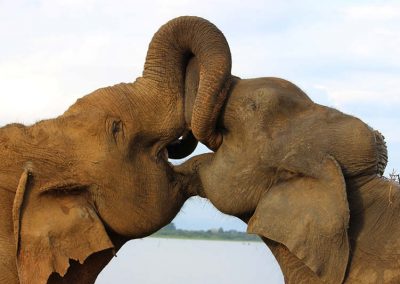 Two brown elephants near body of water by Archie Fanton for Unsplash