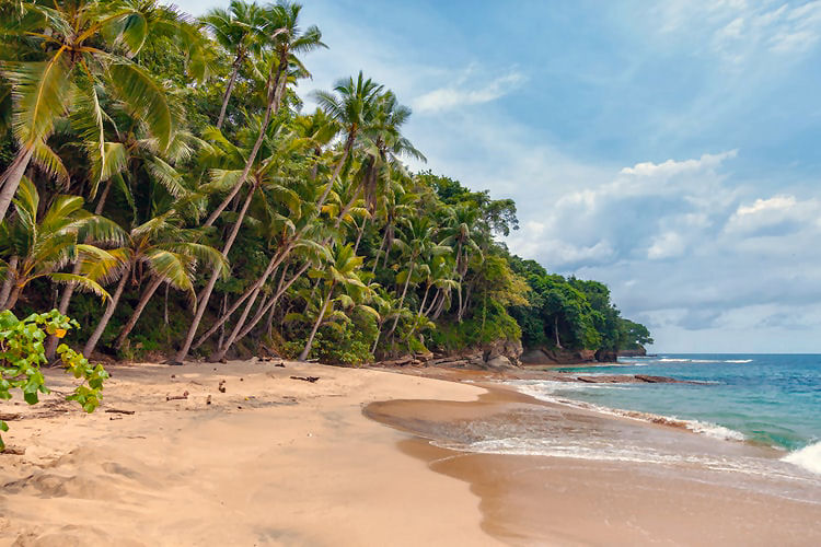 Sri Lanka beach with sand and palm trees