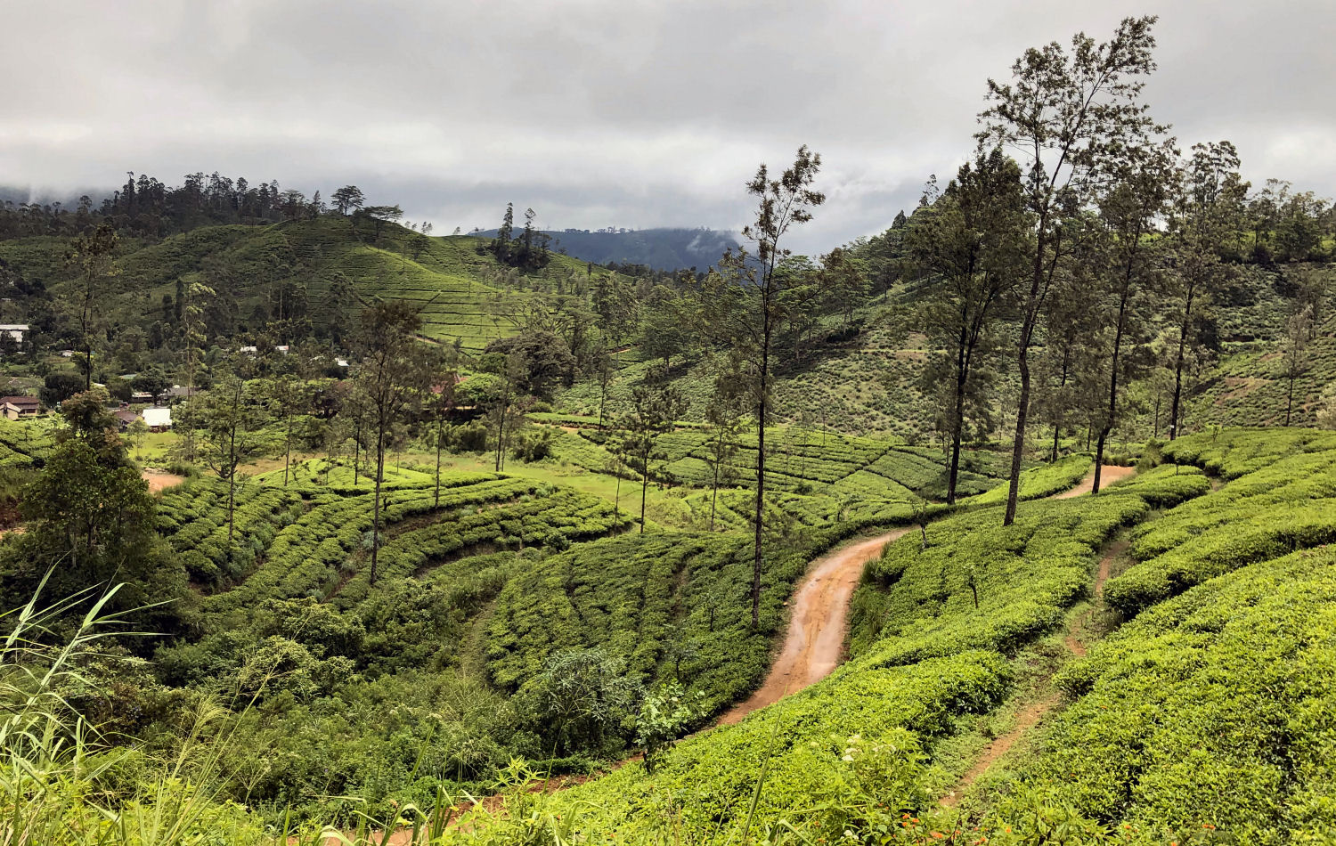 Tea garden, Hatton, Sri Lanka