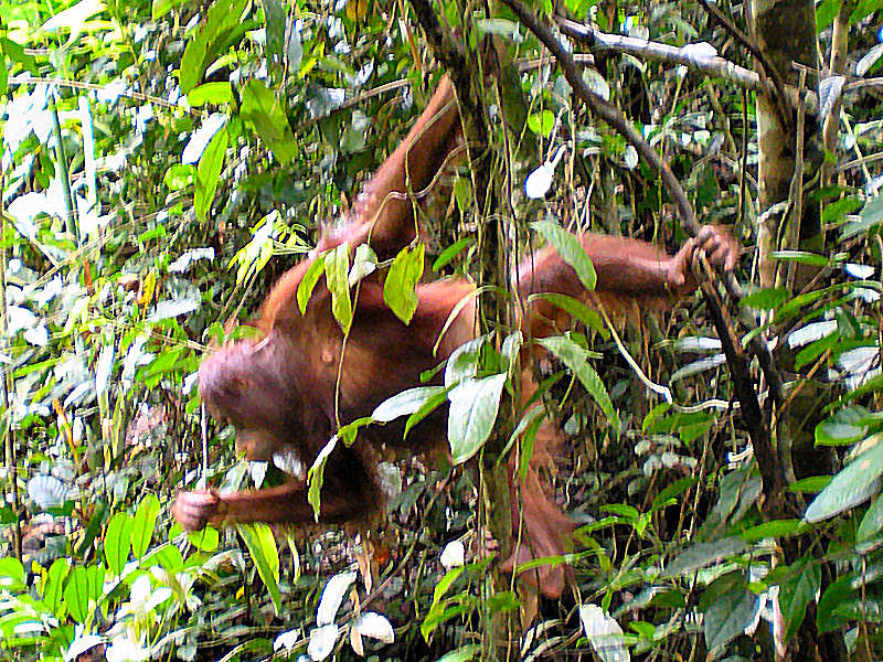 Orang Utan in trees, Borneo Rainforest