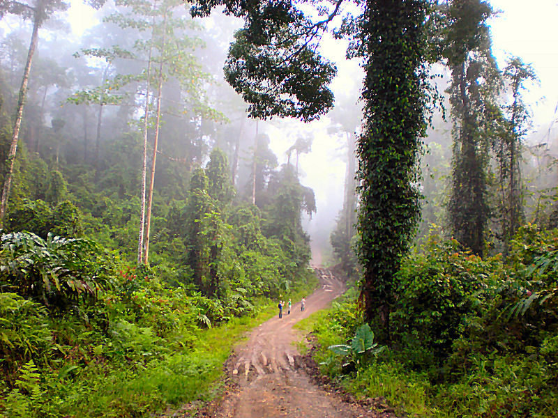 Jungle Road