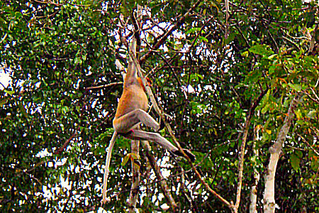 Proboscis Monkey, Borneo rainforest