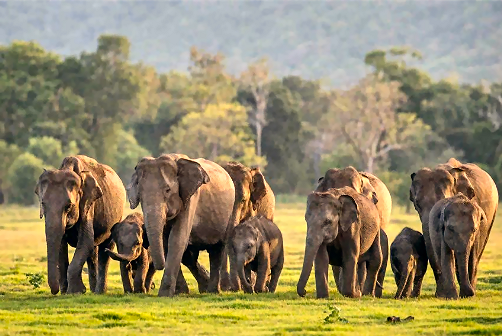 Elephants family group in Sri Lanka