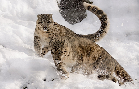 Snow leopards run in snow